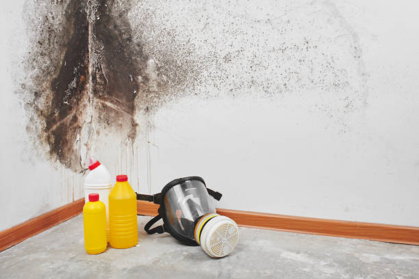 Best Commercial Mold Removal  in Afton, MN