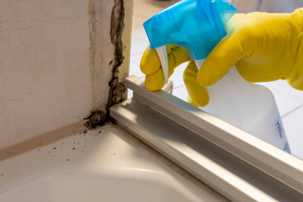 Home Mold Removal in Afton, MN