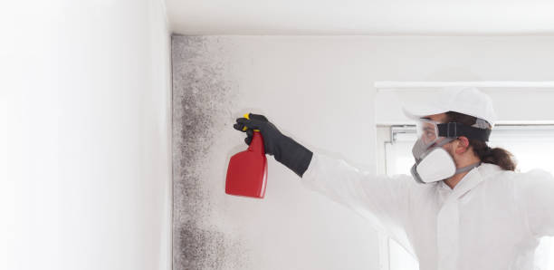 Professional Mold Removal in Afton, MN